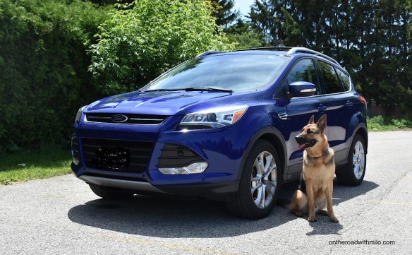 a large black and tan German shepherd sitting next to a blue SUV