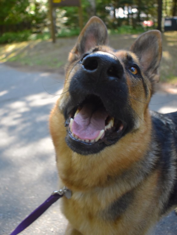 a black and tan German shepherd dog looking up at the camera. Fis shiny black nose is the highlight of the picture.