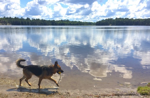 German shepherd running along the shore of a lake.