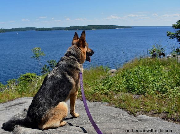 German shepherd sitting on a rock looking out over a deep blue bay