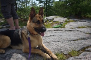 German Shepherd laying on a grey rock.