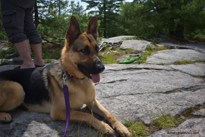 German Shepherd laying on a grey rock.