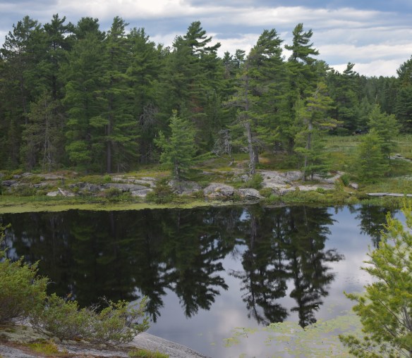 dark green coniferous trees reflected in a body of water.