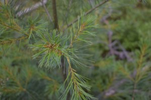 Close up of pine needles on a branch