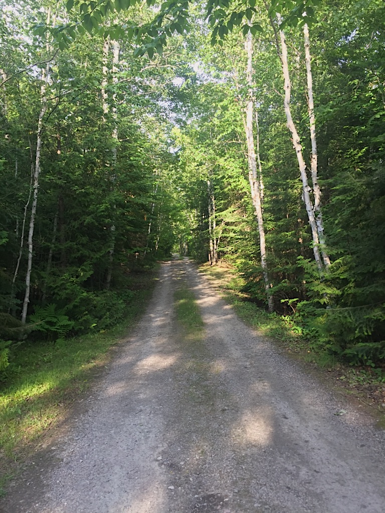 a dirt path through a forest