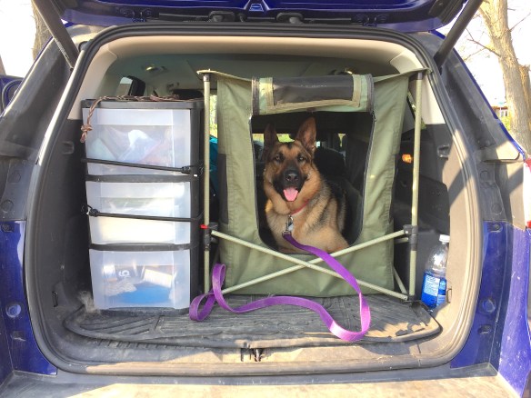 Black and tan German Shepherd Dog in a green canvas crate in the back of a dirty SUV.