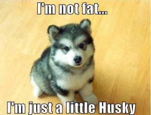 a very cute grey and white puppy sitting on a hardwood floor. the caption reads, "I'm not fat... I'm just a little Husky."