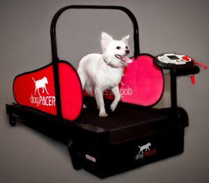 small white dog on a black treadmill with red rails.