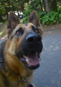headshot of a black and tan German shepherd with bright amber eyes and a big smile