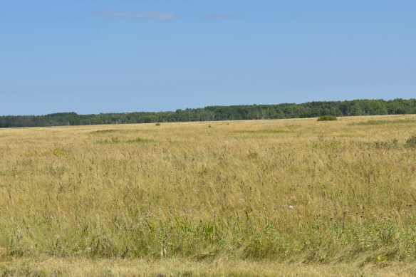 Yellow grass and blue sky, with a line of green trees at the horizon
