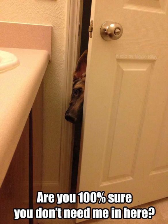 dog in bathroom