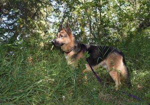 black and tan German shepherd dog standing in profile against a green forest