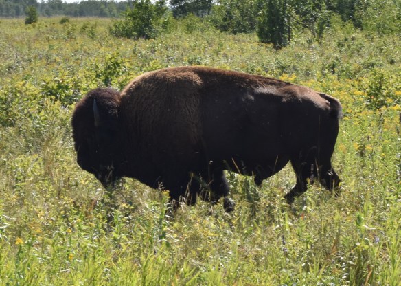 Dark brown Bison standing in profile against a background of green grass and shrubs