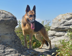 back and tan German Shepherd Dog standing on a rocky outcrop against a blue sky