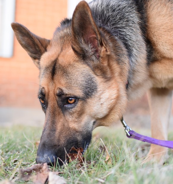 German Shepherd smelling grass
