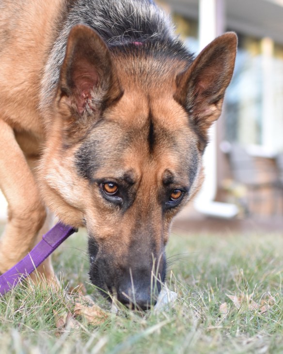 black and tan german shepherd with his nose down in green grass