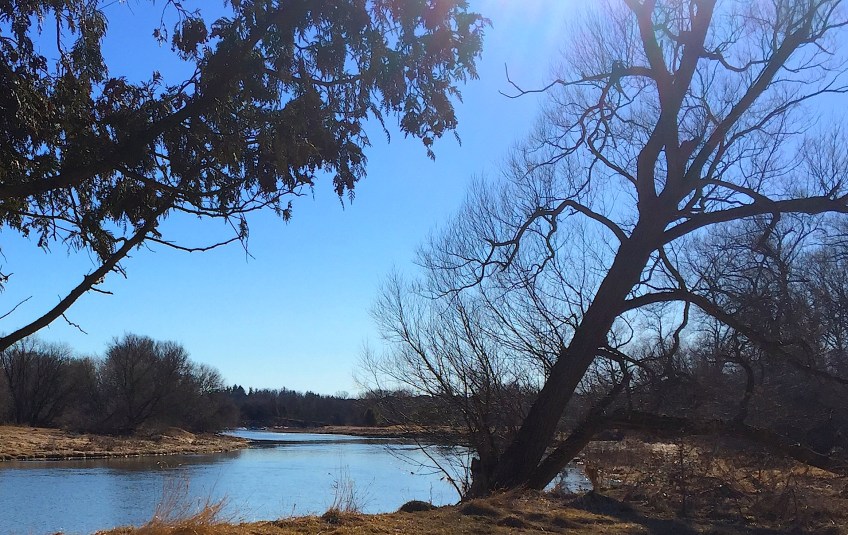 leafless tree leaning away from blue river and across blue sky