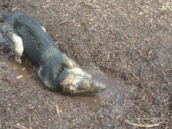 muddy german shepherd puppy