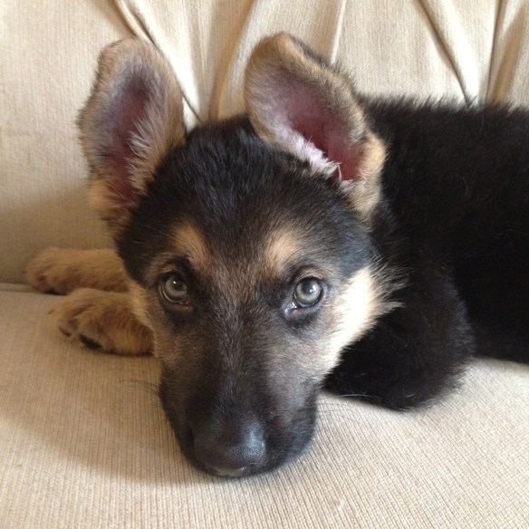 Black and tan german shepherd puppy lying on a cream colored sofa