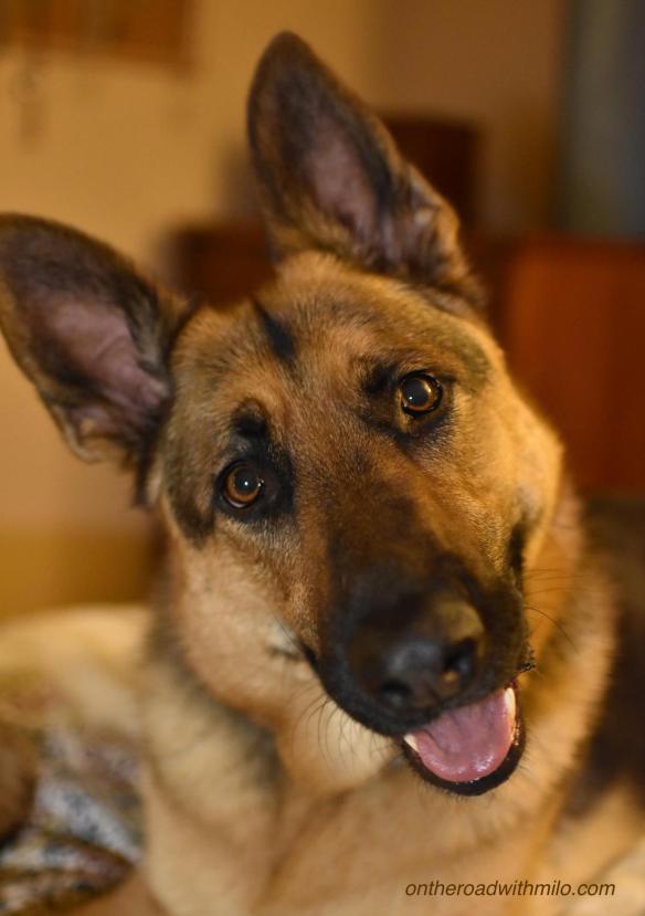black and tan German Shepherd with happy expression on his face