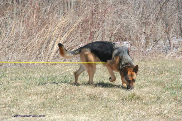 german shepherd dog on a brown lawn walking around a corner with his nose on the ground