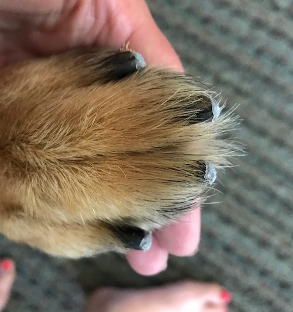 milo's nails.jpg