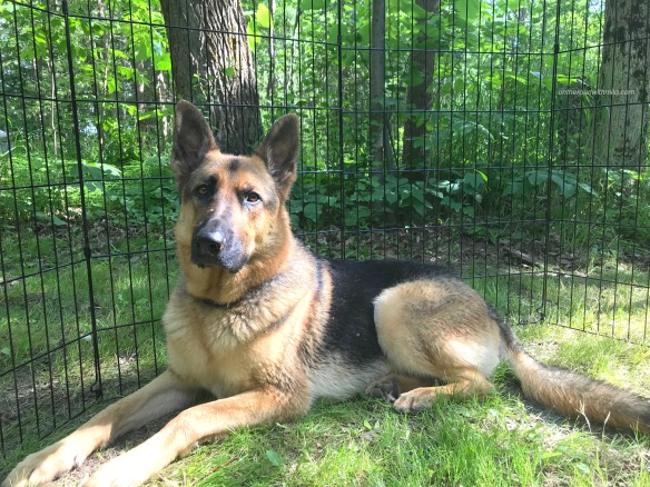black and tan german shepherd laying in green grass against a backdrop of green forest. There is a fence between the dog and the forest.