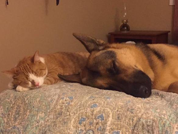 orange and white tabby cat and black and tan German shepherd dog sleeping side by side on a quilt