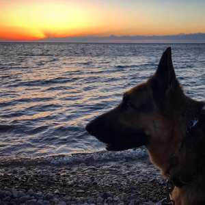silhouette of German shepherd head against a blue lake with a red orange and blue sky