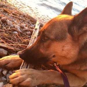 German shepherd resting his nose on a piece of driftwood