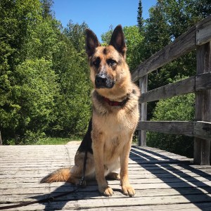 German shepherd dog sitting on a wooden bridge